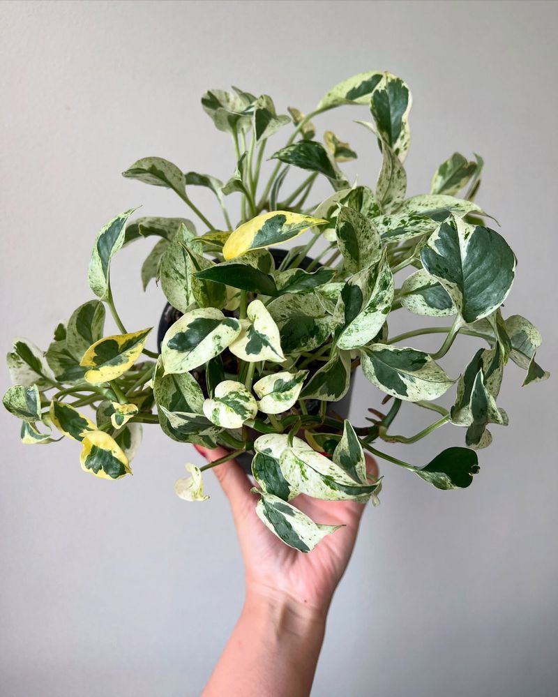 Pothos