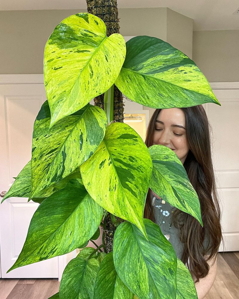 Pothos