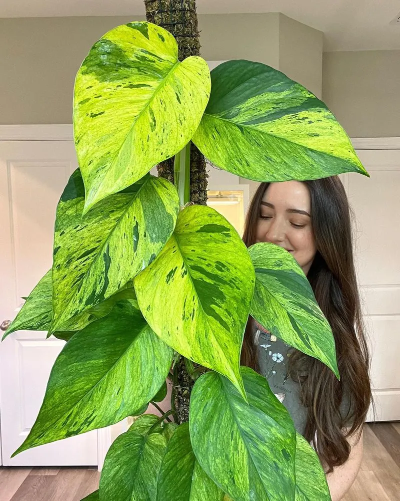 Pothos