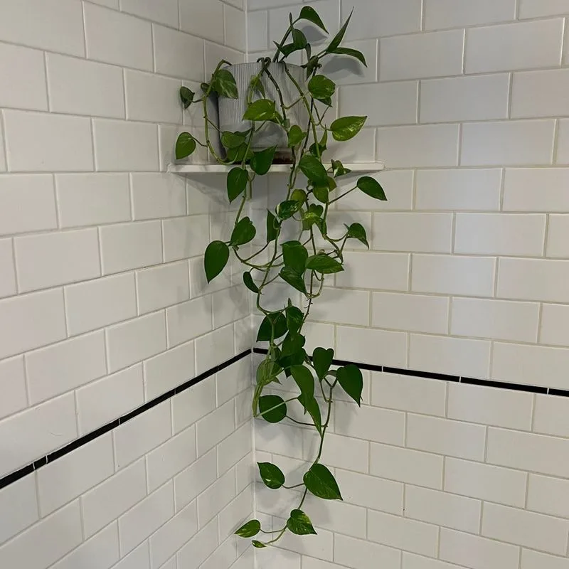 Pothos