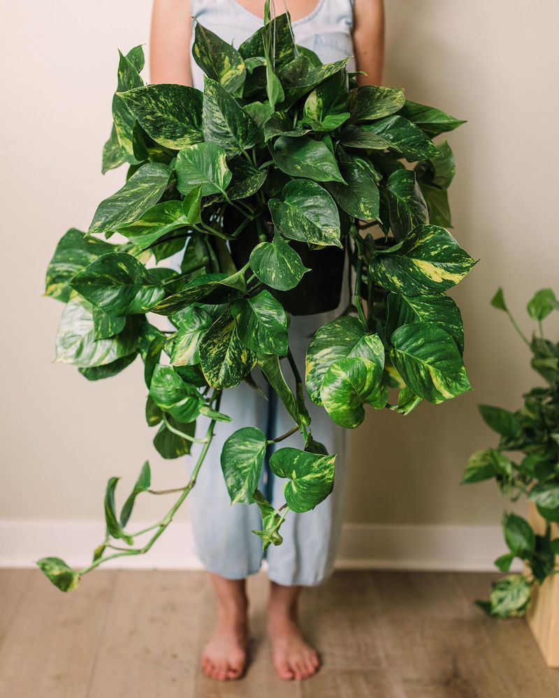 Pothos