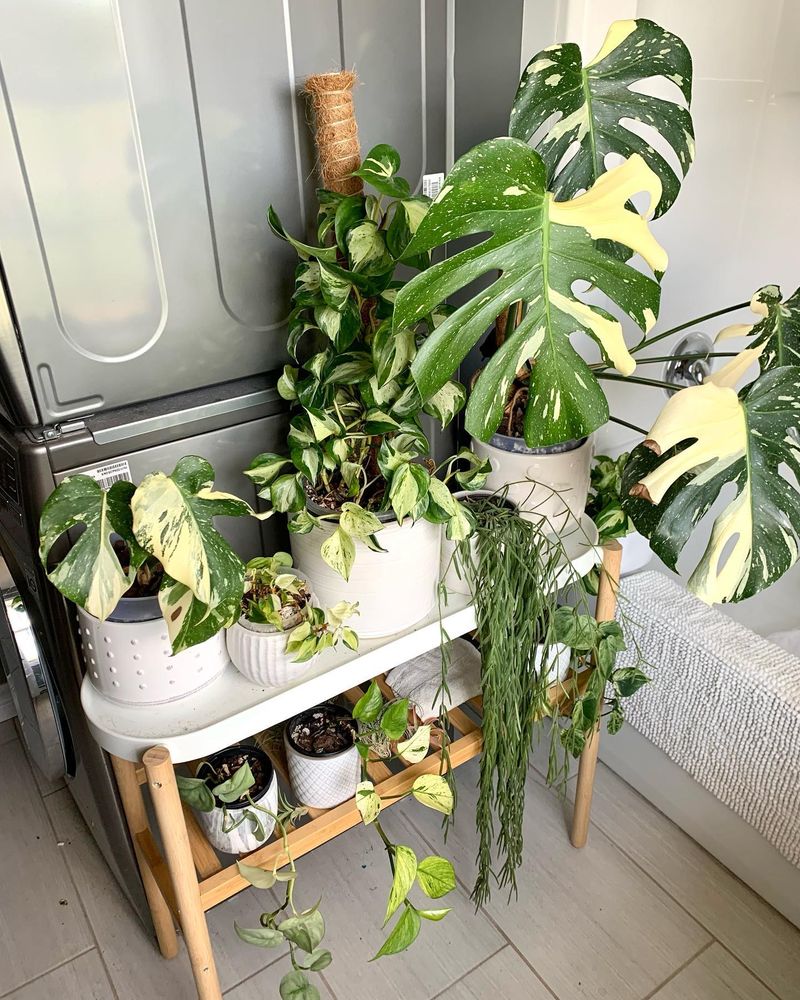 Pothos