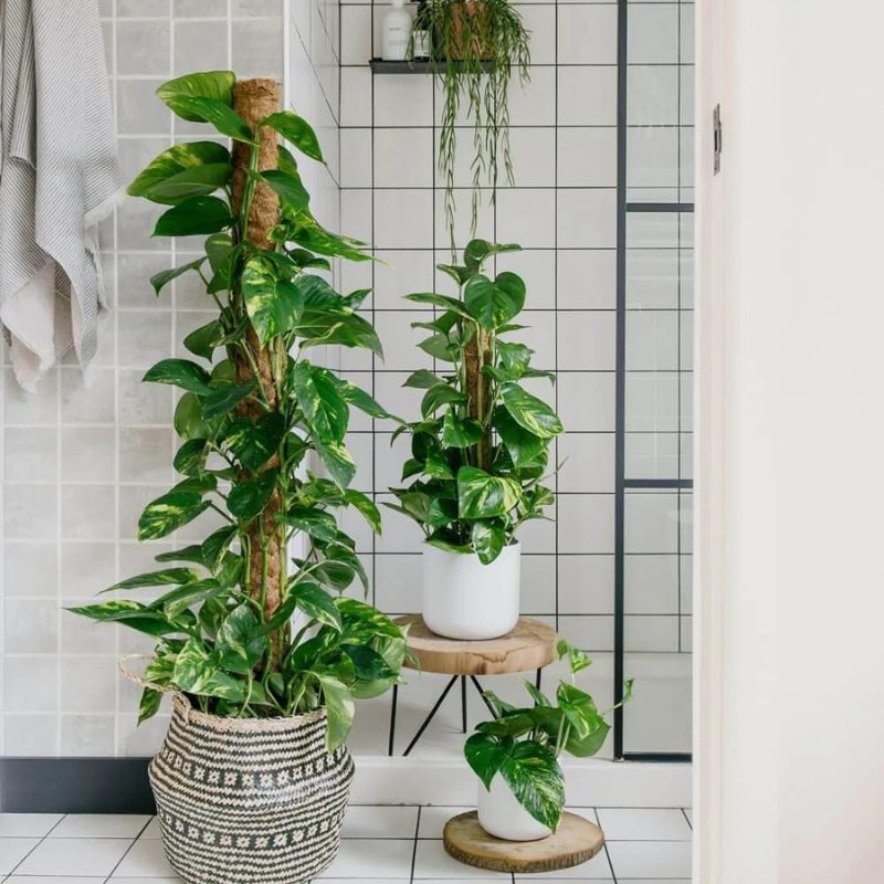Pothos