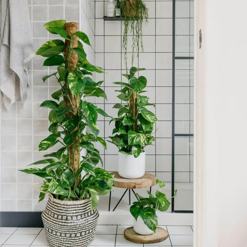 Pothos