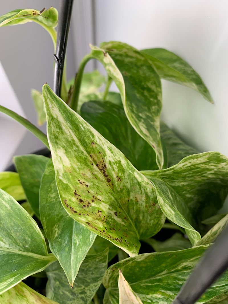 Pothos