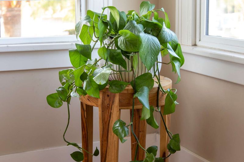 Pothos