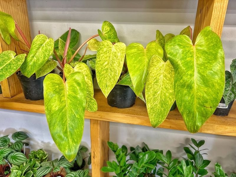 Pothos