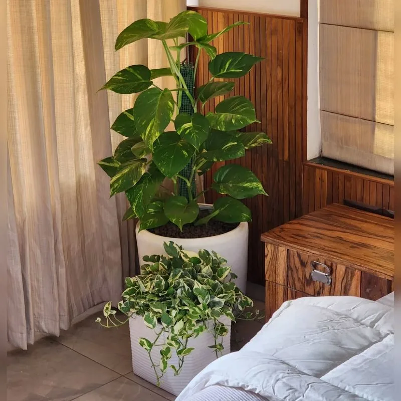 Pothos