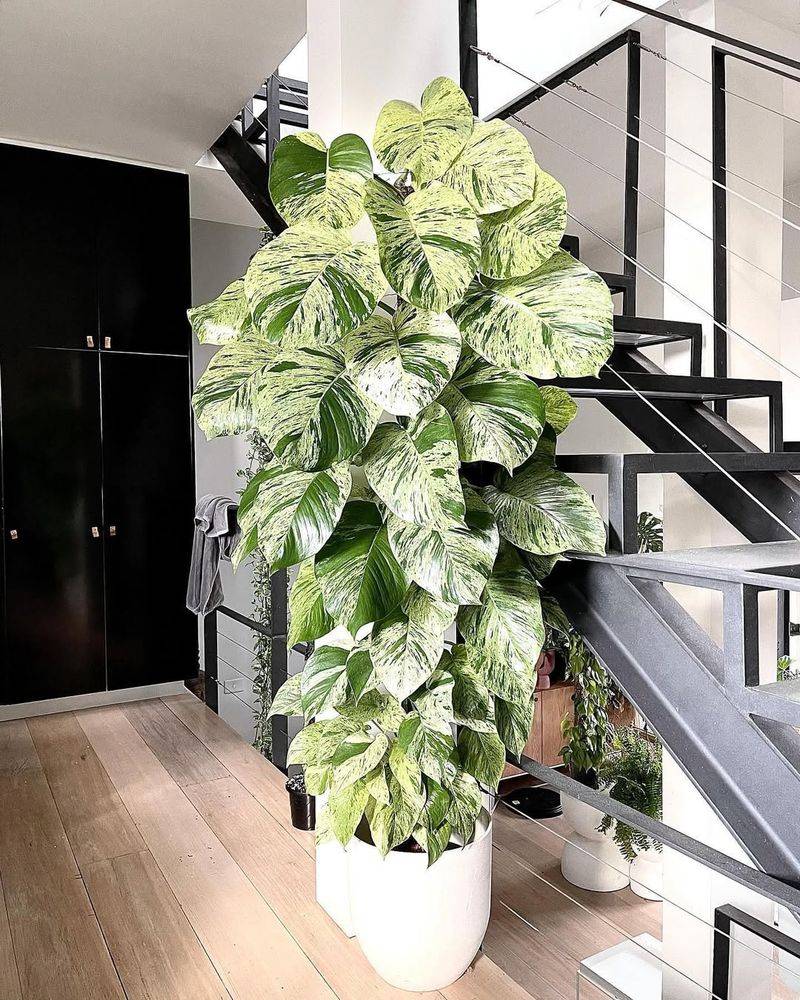 Pothos