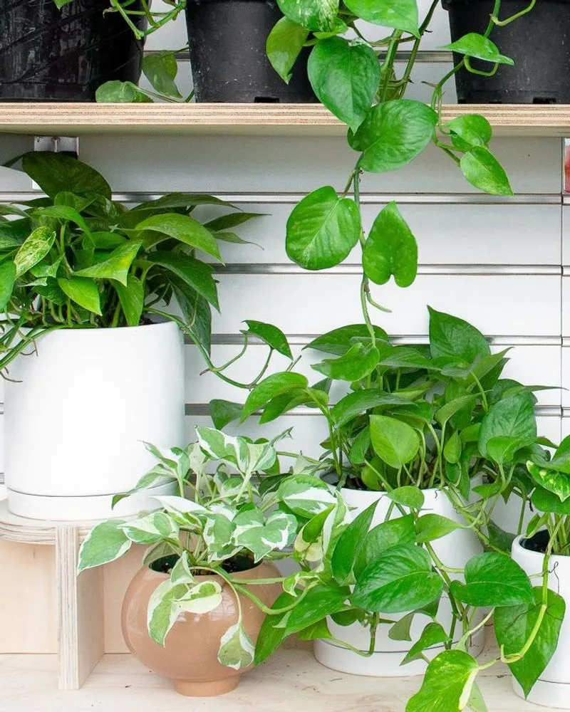 Pothos