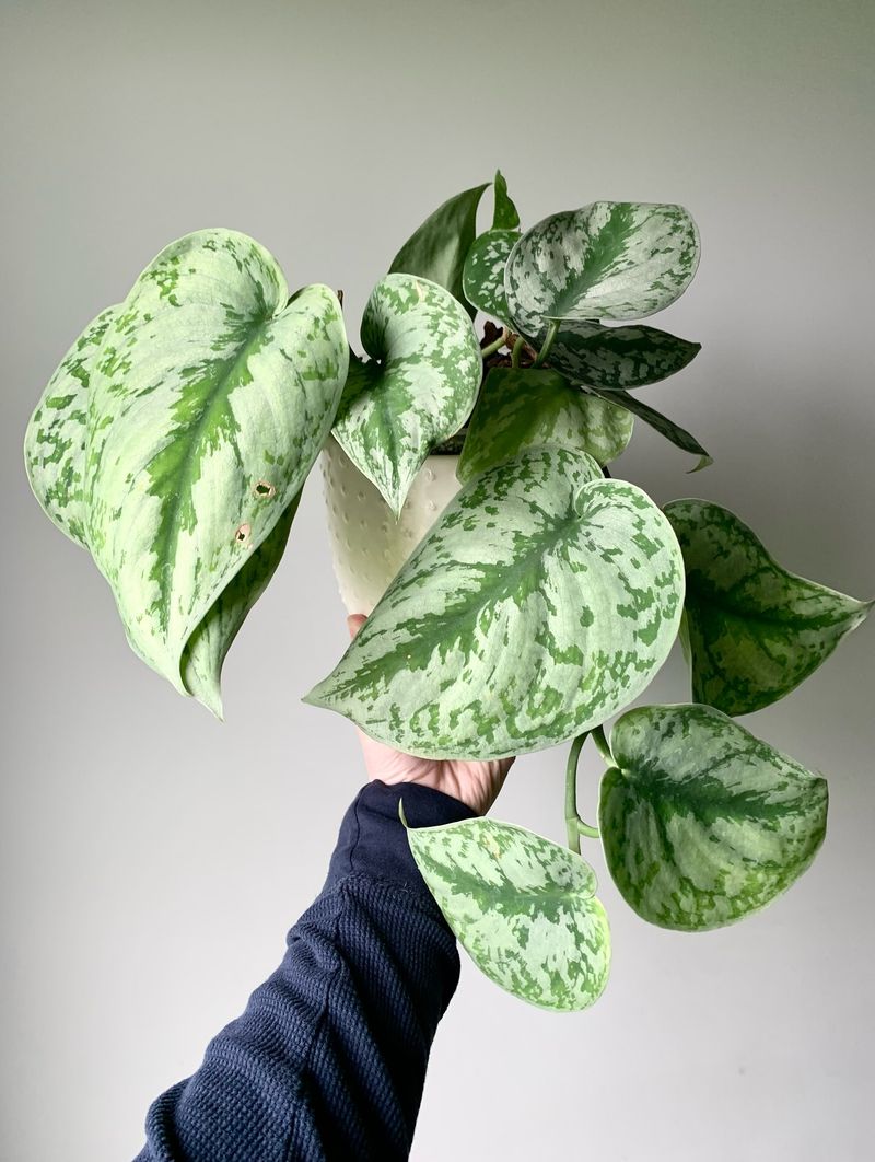 Pothos