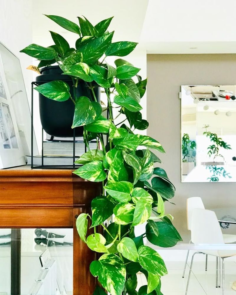 Pothos