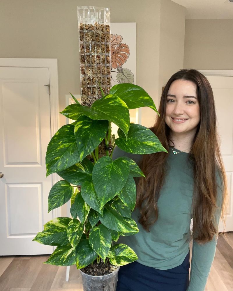 Pothos