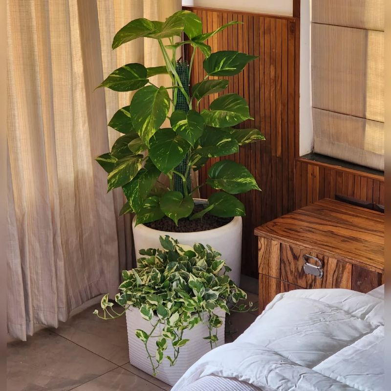 Pothos