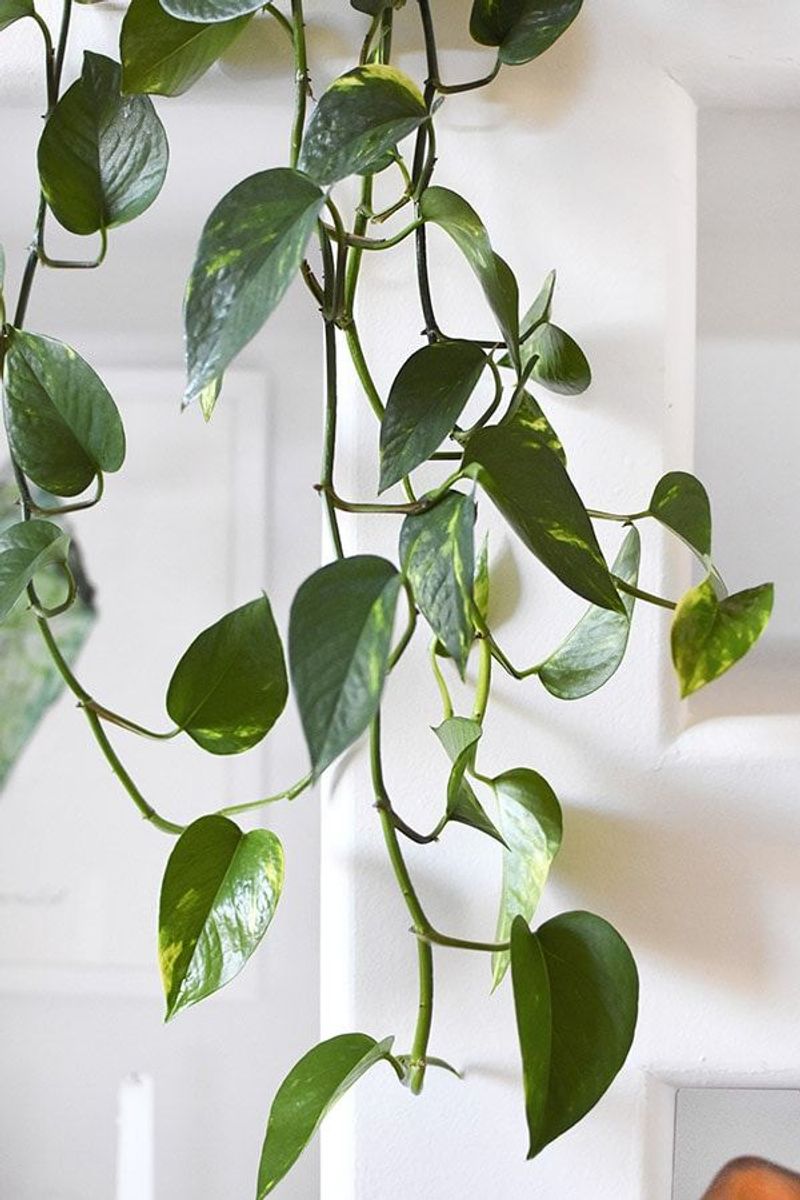 Pothos