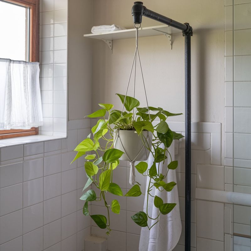 Pothos