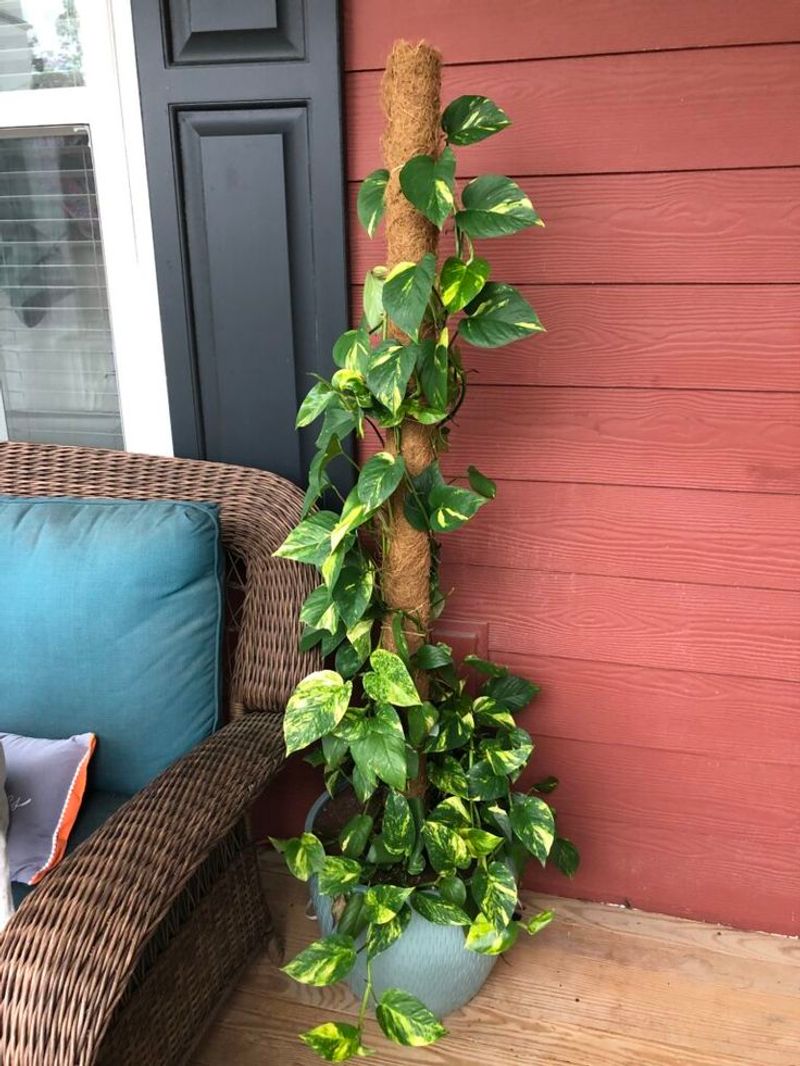 Pothos