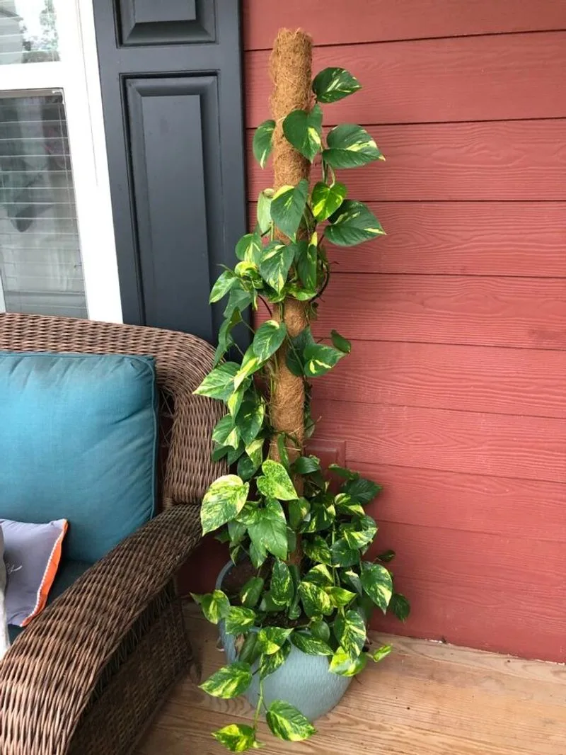 Pothos