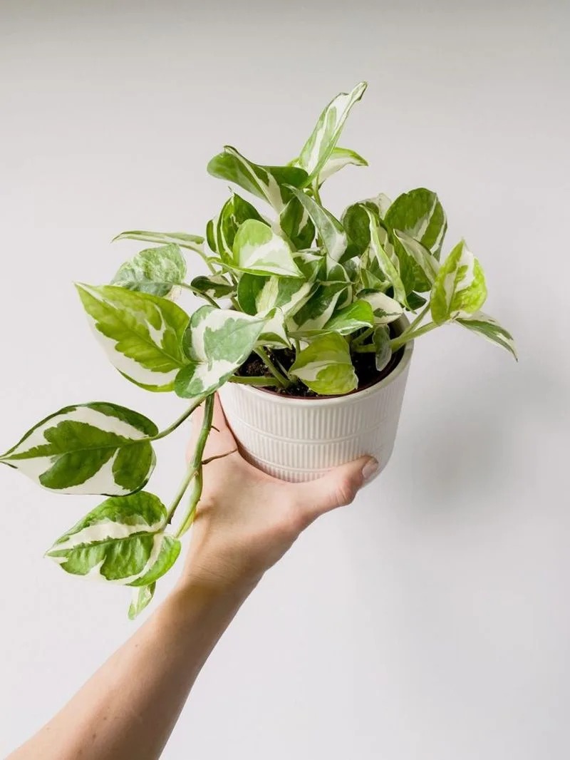 Pothos