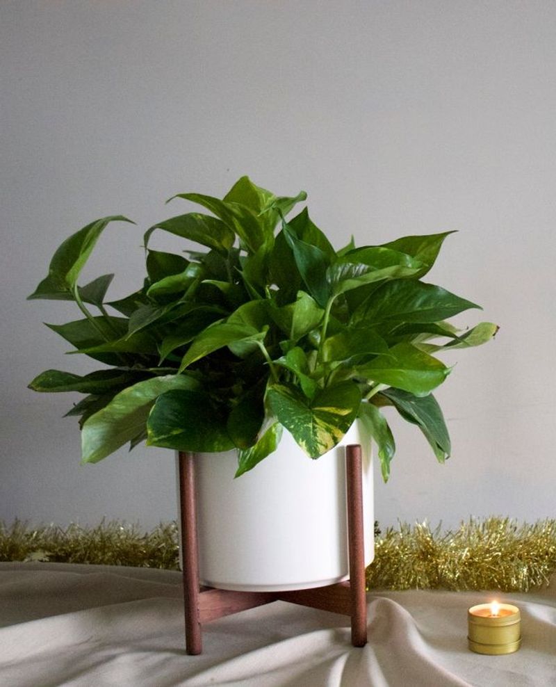 Pothos