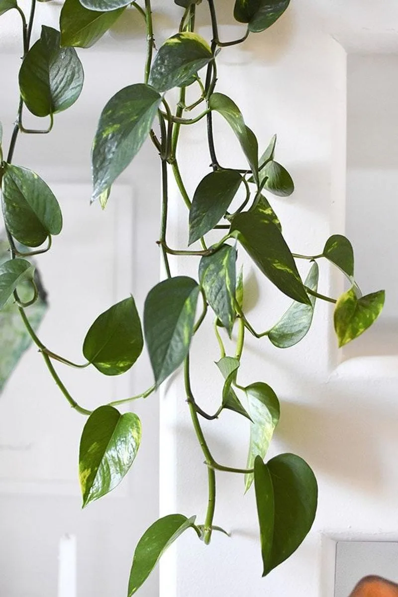 Pothos
