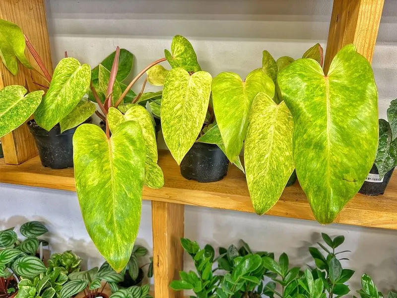 Pothos