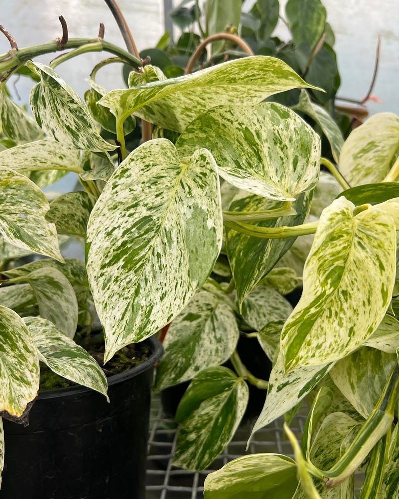 Pothos Cascade