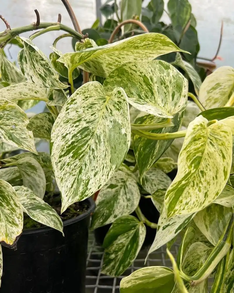 Pothos Cascade
