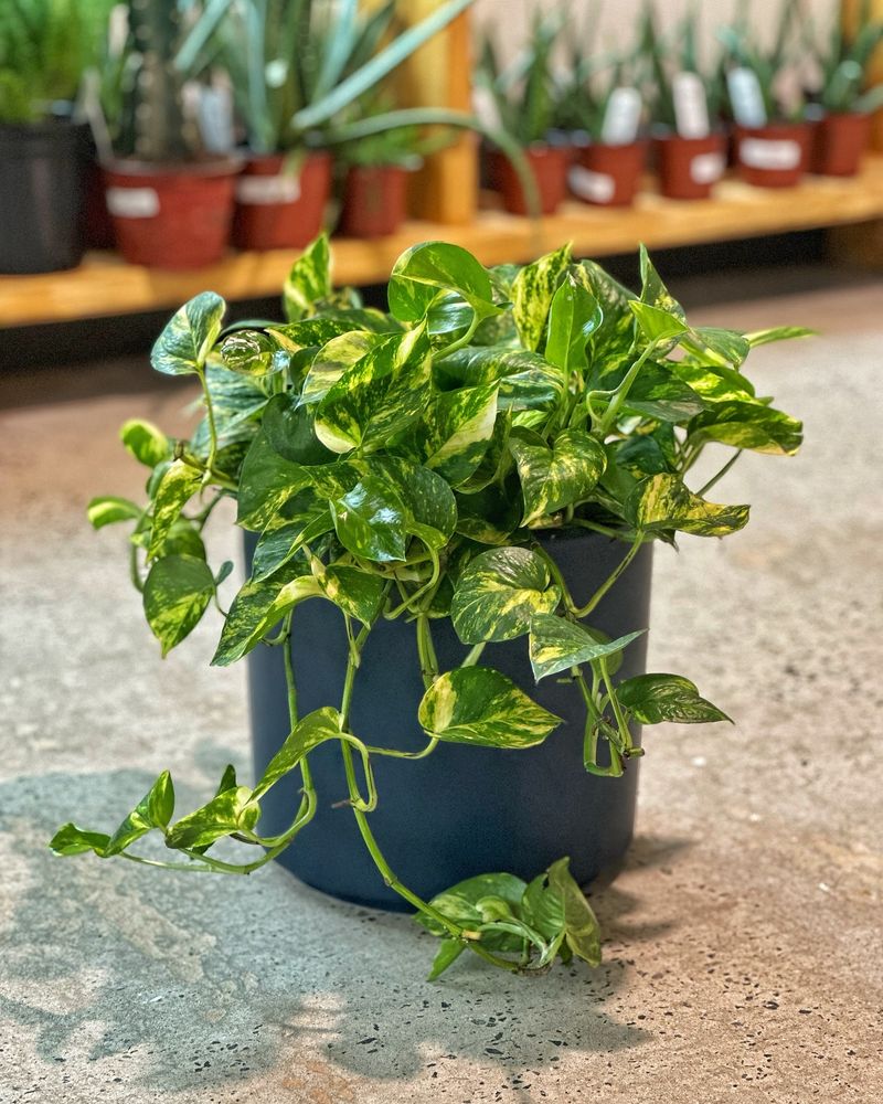 Pothos (Epipremnum aureum)