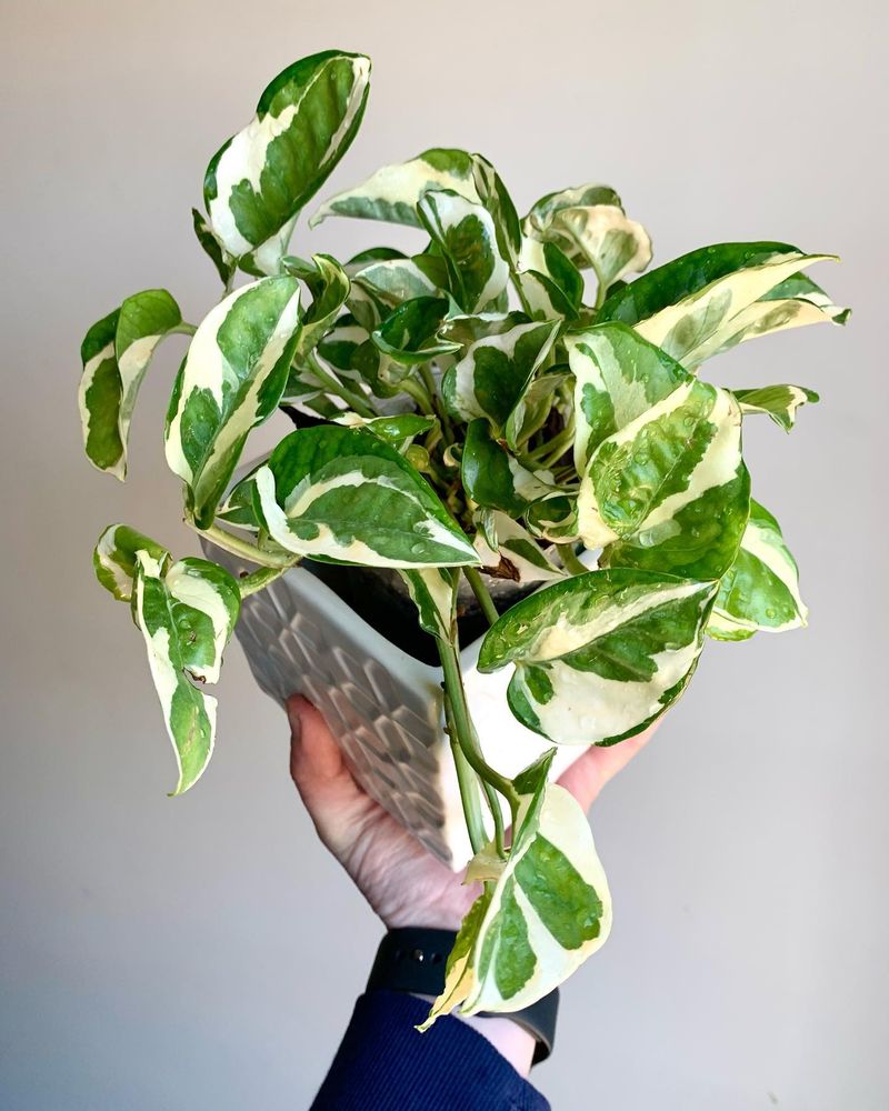 Pothos N'Joy