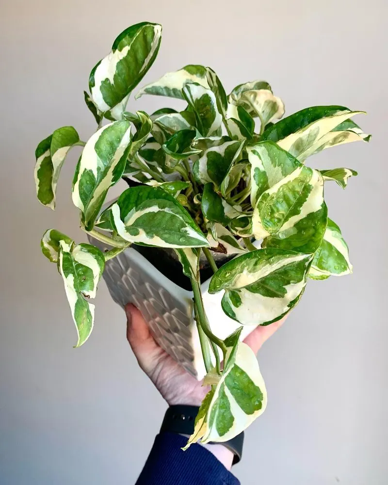 Pothos N'Joy