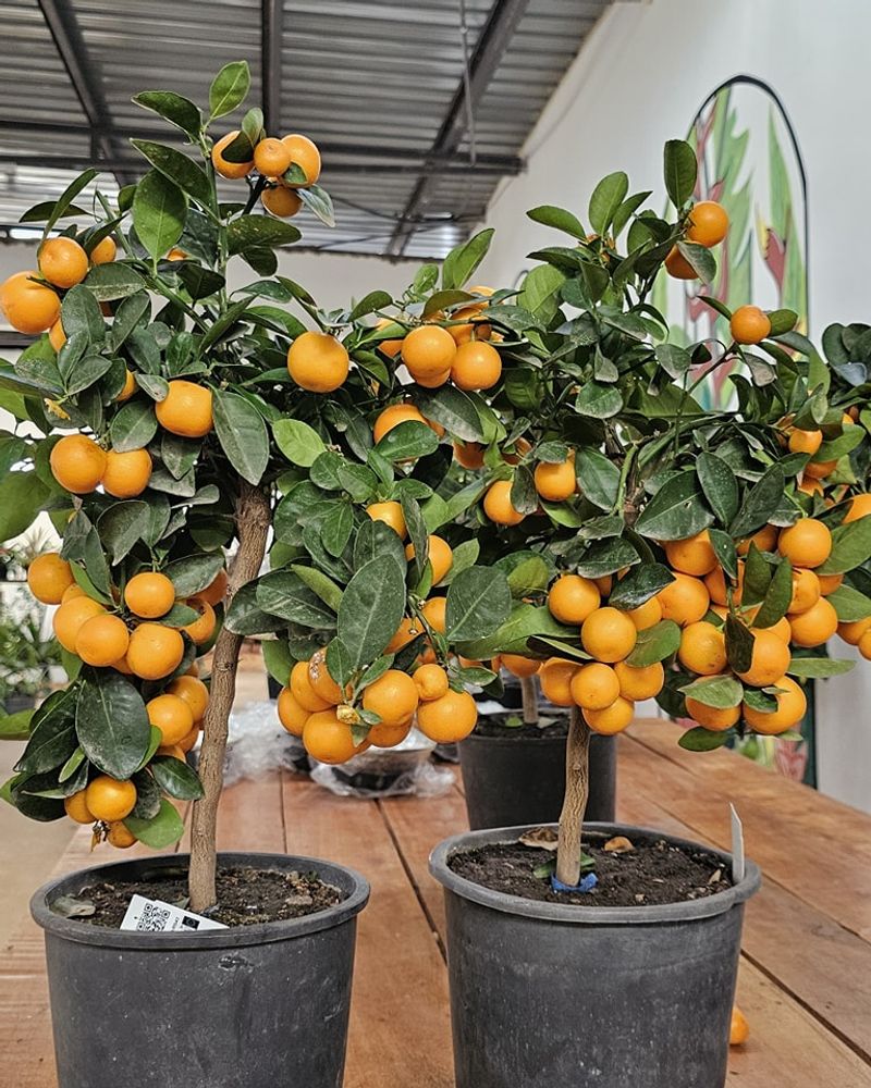 Potted Citrus Trees