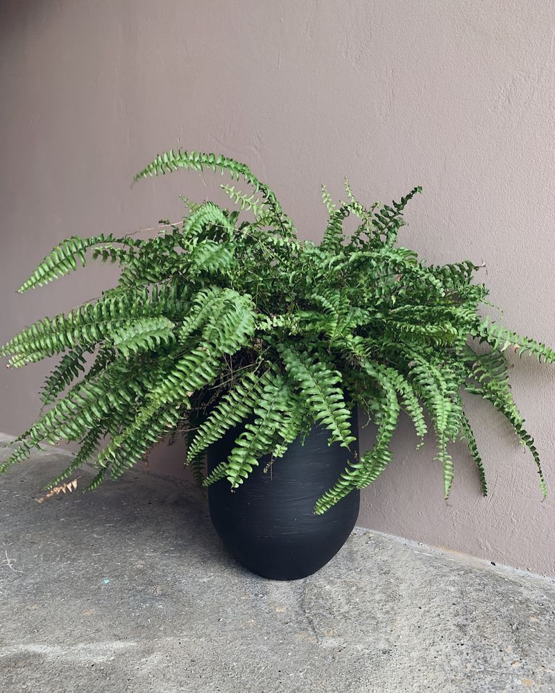 Potted Ferns