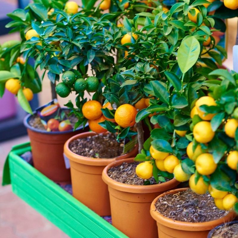 Potted Fruit Trees and Herbs