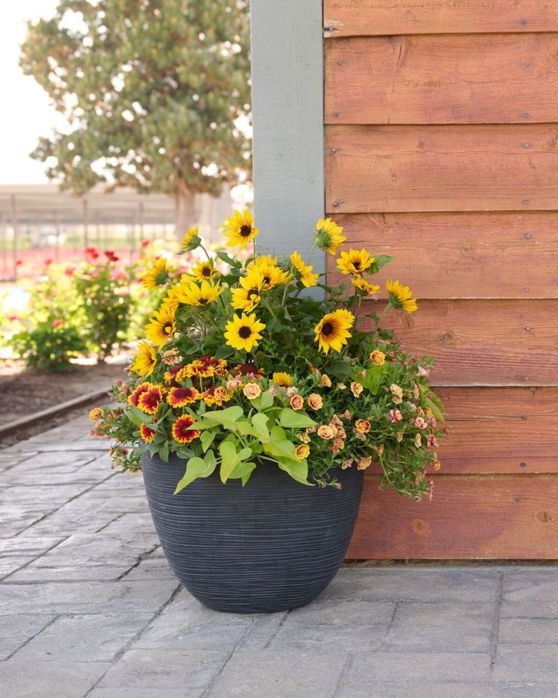 Potted Heat Lovers