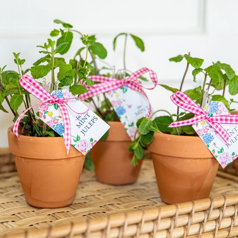 Potted Herb Favors