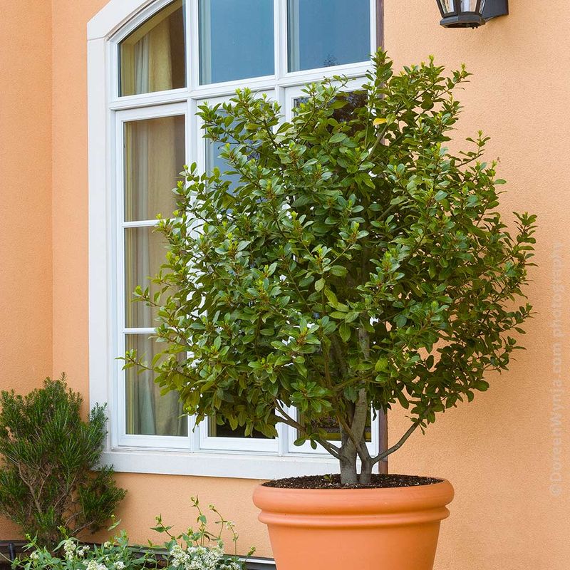 Potted Trees