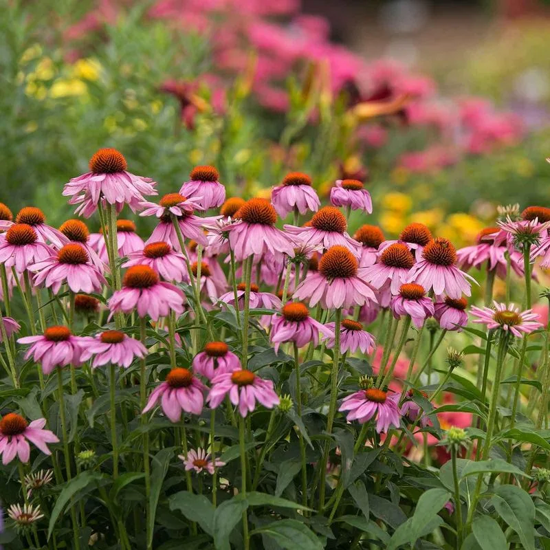 PowWow Wild Berry Coneflower