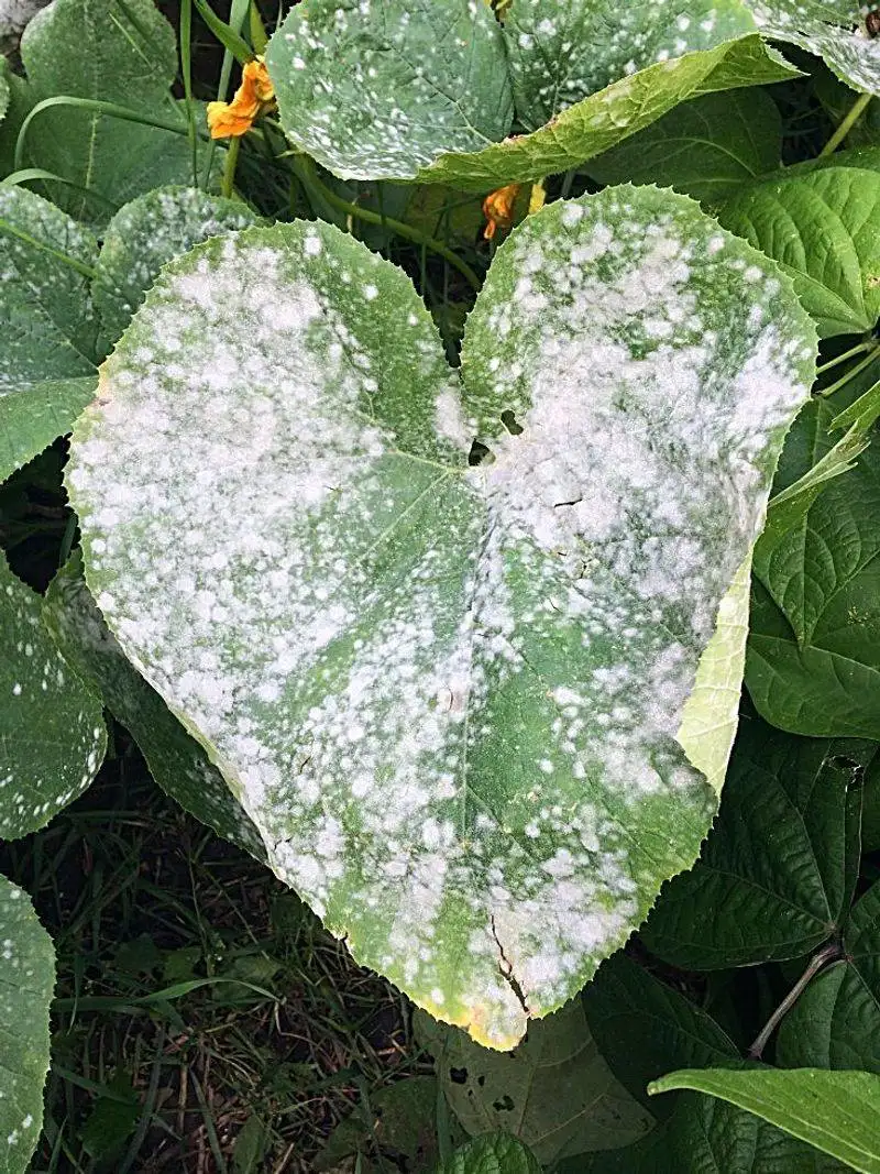 Powdery Mildew