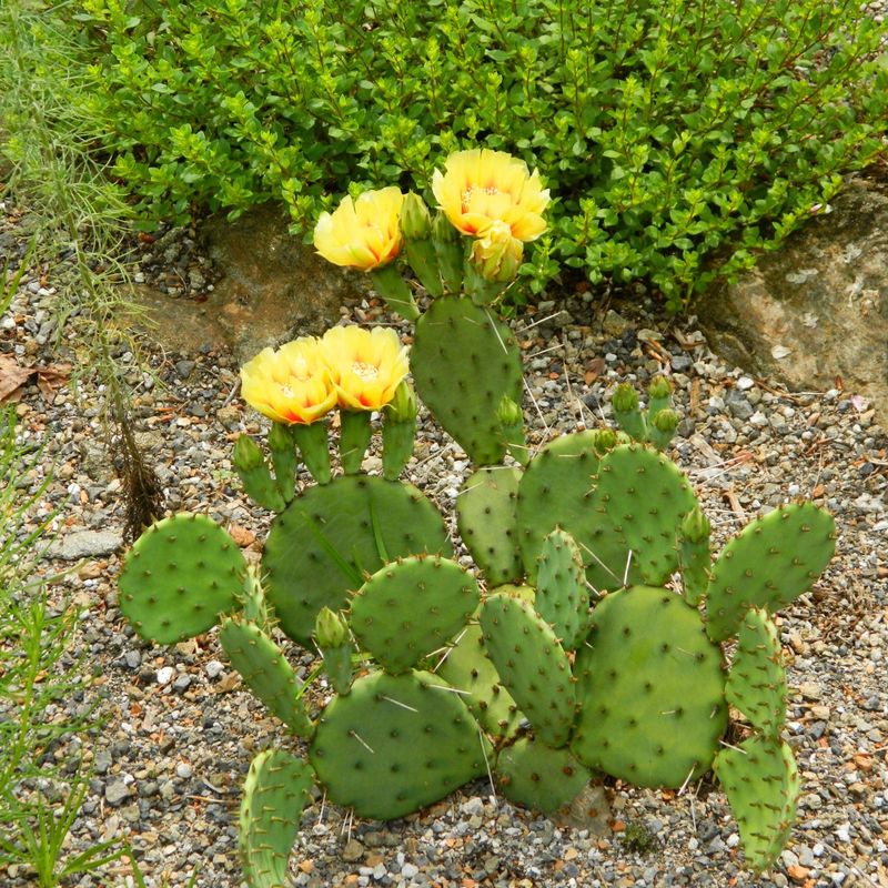 Prickly Pear Cactus