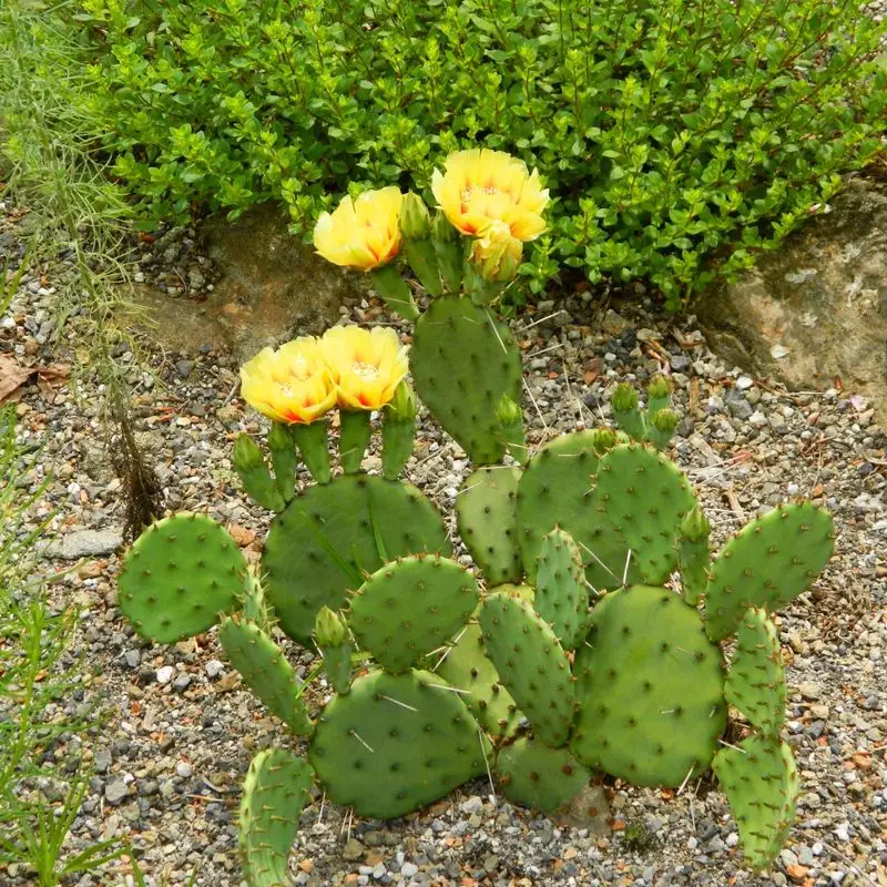 Prickly Pear Cactus