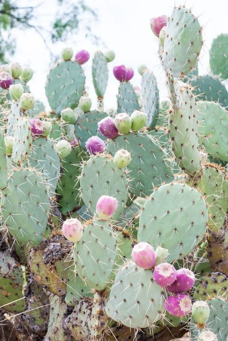 Prickly Pear