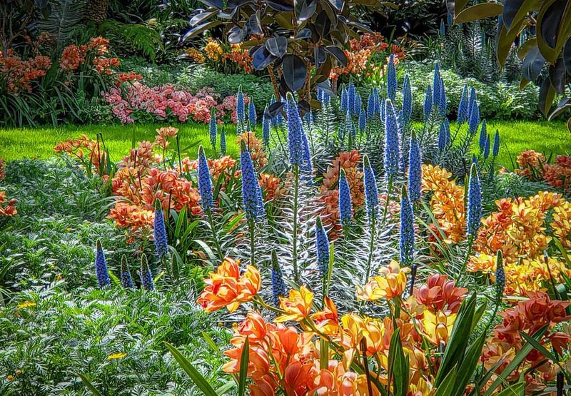 Pride of Madeira (Echium)