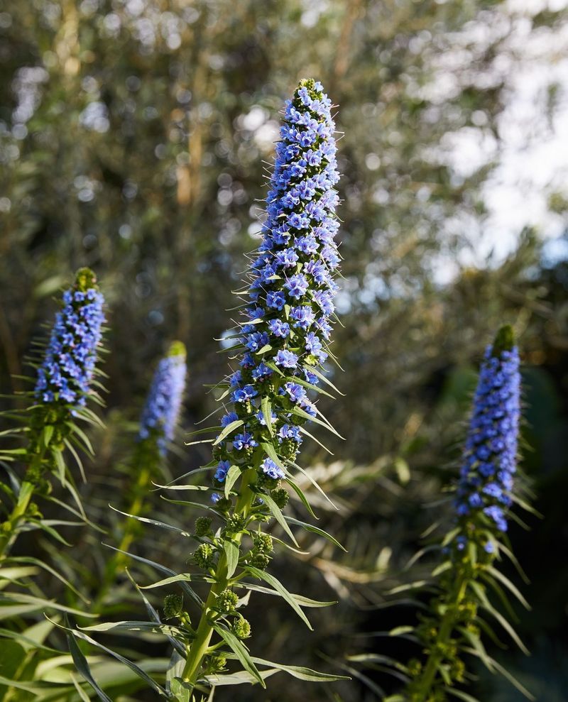 Pride of Madeira