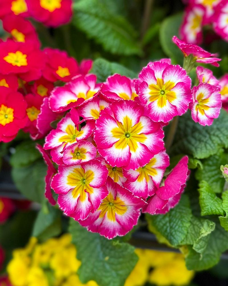Primrose