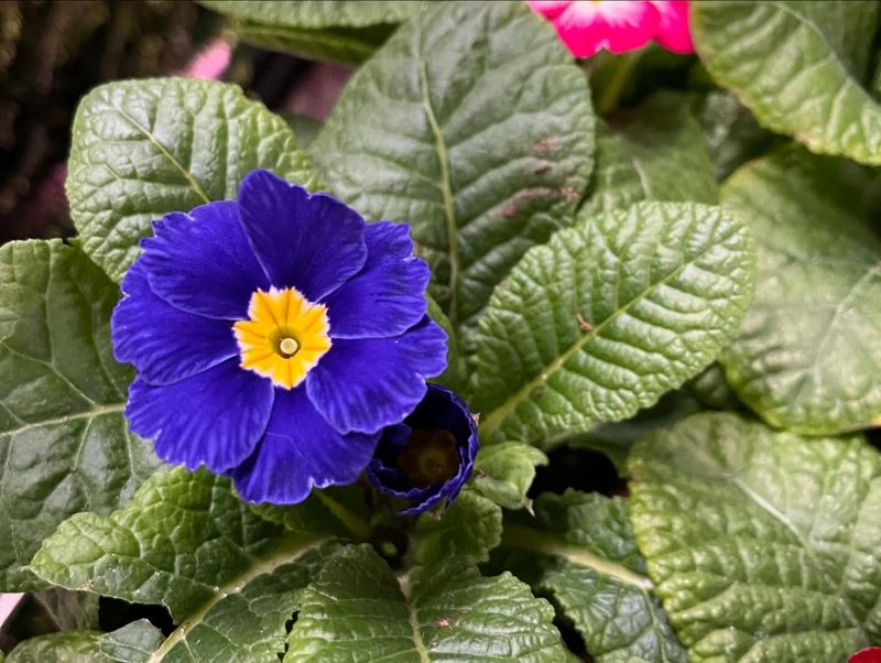 Primrose