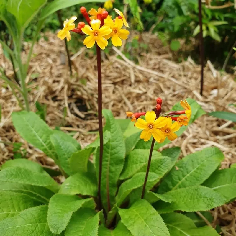 Primula