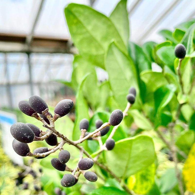Privet