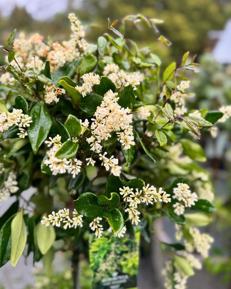 Privet
