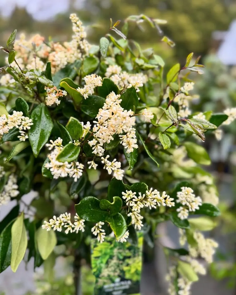 Privet
